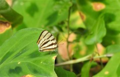 Arawacus separata