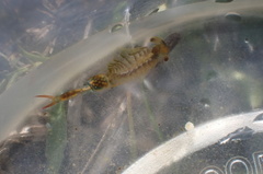 Eubranchipus hesperius