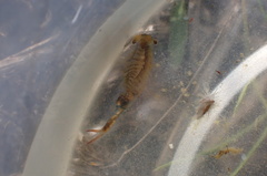 Eubranchipus hesperius