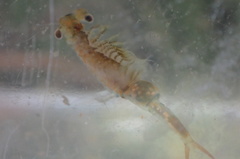 Eubranchipus hesperius