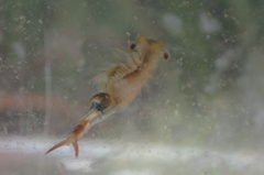 Eubranchipus hesperius