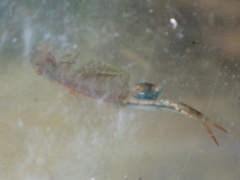 Eubranchipus hesperius