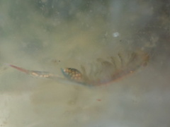 Eubranchipus hesperius