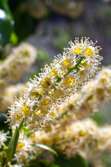 Prunus ilicifolia lyonii