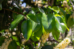 Prunus ilicifolia lyonii