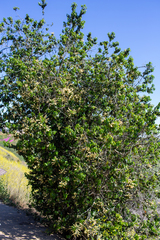 Prunus ilicifolia lyonii