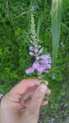 Physostegia pulchella