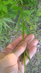 Physostegia pulchella
