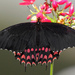 Papilio erostratus erostratus - Photo (c) Detroit Zoo Butterflies, some rights reserved (CC BY-NC-SA)