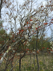 Amelanchier laevis