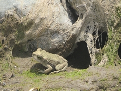 Rhinella limensis