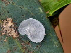 Lasiopsylla striata