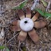 Smith's Earthstar - Photo (c) huafang, some rights reserved (CC BY-NC), uploaded by huafang