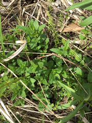 Mentha × piperita