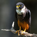 Bat Falcon - Photo (c) Juan Bou Riquer, some rights reserved (CC BY-NC-SA)
