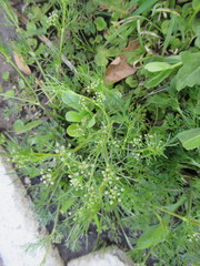 Spermolepis echinata