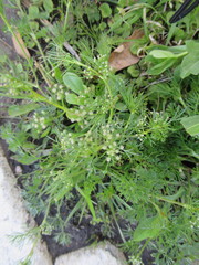Spermolepis echinata