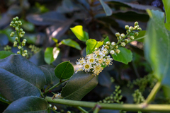 Prunus ilicifolia lyonii