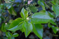 Prunus ilicifolia lyonii