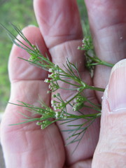 Spermolepis echinata