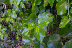 Prunus ilicifolia lyonii