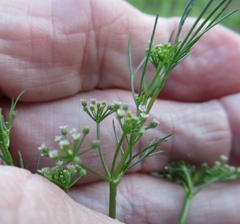 Spermolepis echinata