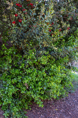 Prunus ilicifolia lyonii