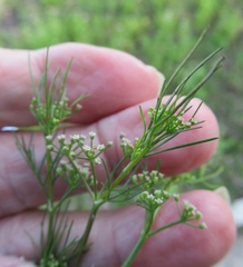 Spermolepis echinata