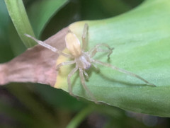 Cheiracanthium inclusum