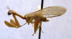 Mantispidae
