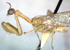 Mantispidae