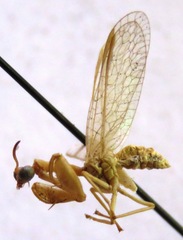 Mantispidae