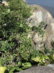 Pseudobombax tomentosum