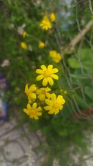 Senecio leucanthemifolius