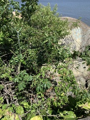 Pseudobombax tomentosum