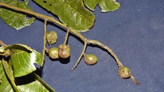 Matayba
