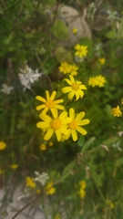 Senecio leucanthemifolius
