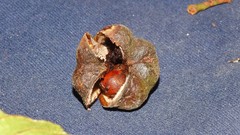 Matayba