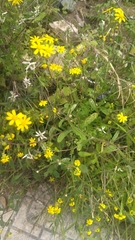 Senecio leucanthemifolius