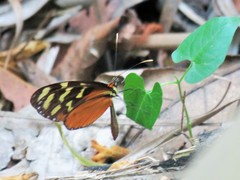 Mechanitis polymnia isthmia