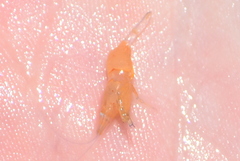 Hippolyte coerulescens