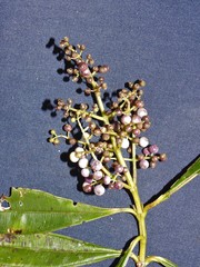 Miconia calophylla