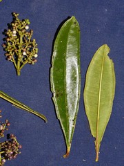 Miconia calophylla