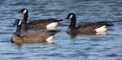 Branta canadensis occidentalis