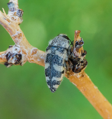 Acmaeodera tuta