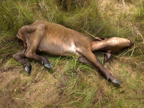Forest Buffalo