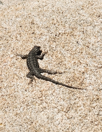 iNaturalist observation photo of Western Fence Lizard