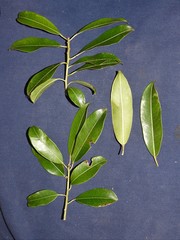 Sapium glandulosum