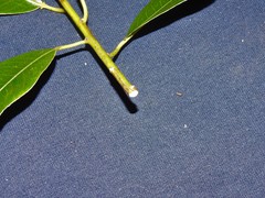 Sapium glandulosum