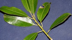 Sapium glandulosum